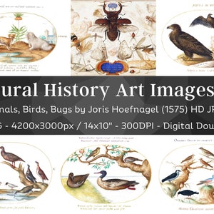 Awesome Natural History 65 HD Images V2| Card, Invitation, Craft, Clipart, Prints Collages| Plant Animal Fish Insect Illustrations| Wall Art