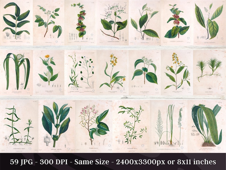 Botanical Plants of Africa Flora of Oware & Benin 59 Illustrations V2 Stained Yellowed Vintage Herb, Flower Images Nature Art Home Decor image 2