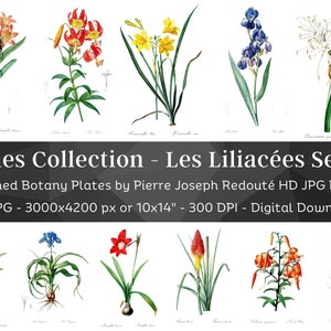 Whitened Les Liliacees P. J. Redoute Set 2 / 70 HQ Vintage Lilies Illustrations / Flowers Botanical Plates / Nature Décor Printable Art Bundle