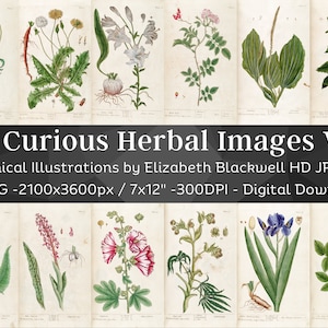 Curieux Herbal 83 Illustrations Botaniques Ensemble 1| Images botaniques Ensemble d’art mural de plantes médicinales| Peinture de fleurs vintage HQ| Téléchargement numérique