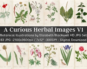 Curious Herbal 83 Botanical Illustrations Set 1| Botany Images Medicinal Plant Wall Art Bundle| HQ Vintage Flower Painting| Digital Download