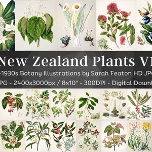 以下が含まれることがあります： ニュージーランドの植物を描いたヴィンテージな植物画55点のセット。花、葉、ベリーを詳細に描いた水彩画です。イラストは白い背景に描かれており、上部に「New Zealand Plants V1」というテキストが、タイトルの下に「1870-1930s Botany Illustrations by Sarah Featon HD JPG Set」というテキストが、さらにその下に「55 JPG - 2400x3000px/8x10" - 300DPI - Digital Download」というテキストが表示されています。