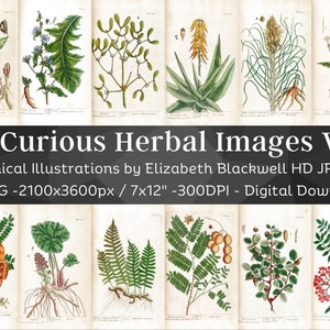 Curious Herbal 83 Botanical Illustrations Set 3| Botany Images Medicinal Plant Wall Art Bundle| HQ Vintage Flower Painting| Digital Download