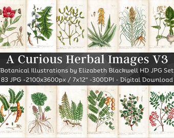 May include: A collection of 83 botanical illustrations by Elizabeth Blackwell, featuring detailed drawings of various plants and flowers. The images are high-resolution, measuring 2100x3600 pixels, and are perfect for digital download.