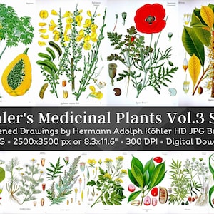 Whitened Kohler's Medicinal Plants Volume 3 Set 1 | 40 HQ Vintage Medical Plant Illustrations | Flowers Botanical Plates | Nature Home Décor