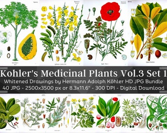 Whitened Kohler's Medicinal Plants Volume 3 Set 1 | 40 HQ Vintage Medical Plant Illustrations | Flowers Botanical Plates | Nature Home Décor