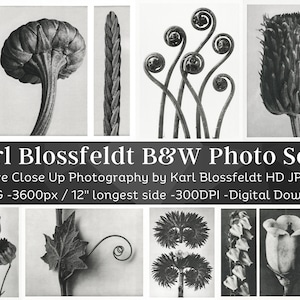Può includere: Un set di 41 fotografie in bianco e nero in primo piano di piante e fiori di Karl Blossfeldt. Le immagini sono ad alta risoluzione e perfette per la stampa o l'uso digitale. Le immagini sono larghe 3600 pixel e lunghe 30,5 cm a 300 DPI.