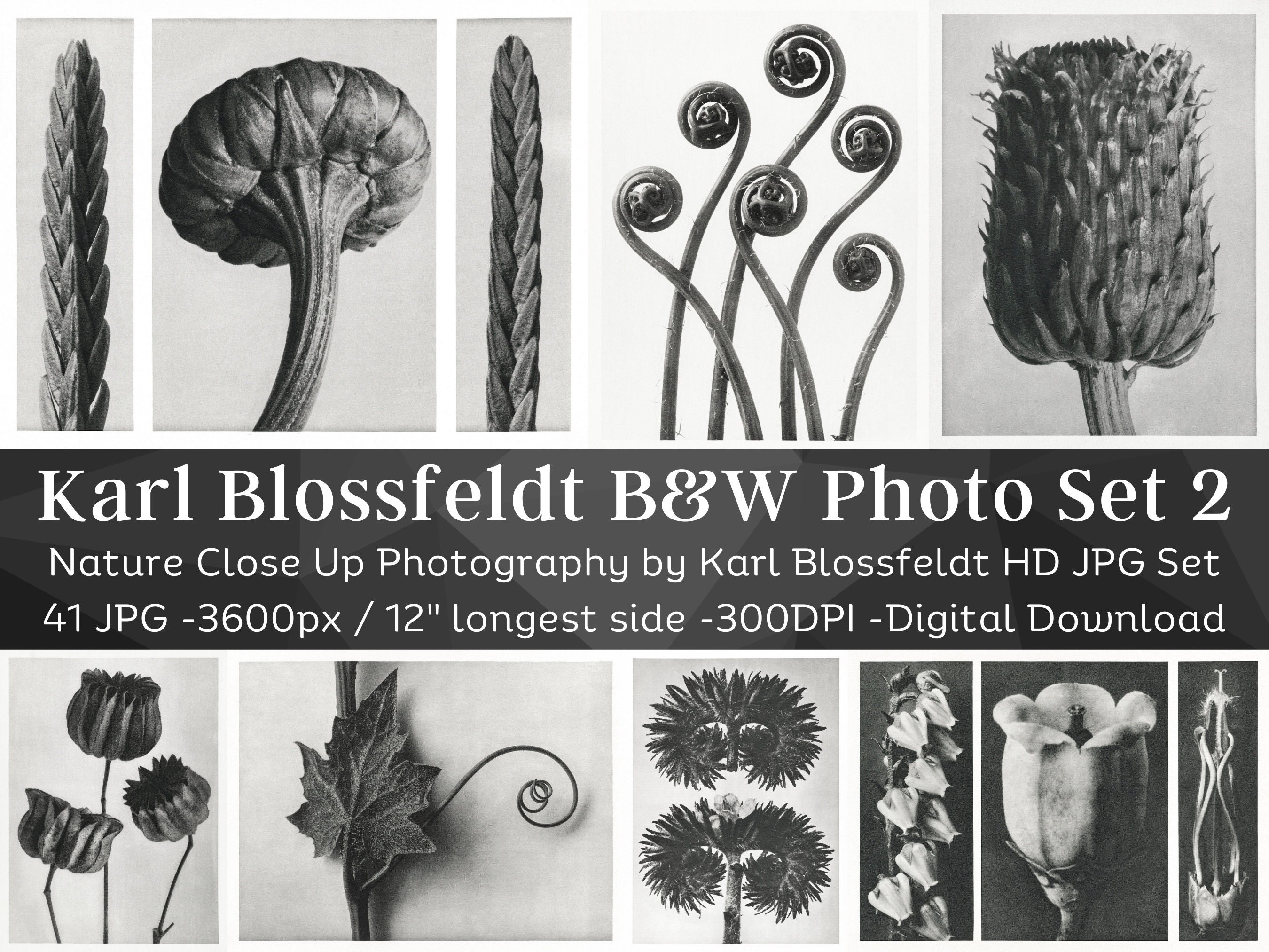 アート・デザイン・音楽 KARL BLOSSFELDT WORKING COLLAGES Karl Blossfeldt: Working Collages | Karl BLOSSFELDT, Ann