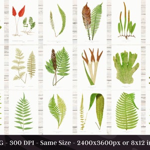 British & Exotic Fern 64 Botanical Illustrations Forest Fern Printable Wall Art Bundle HQ Modern Watercolor Painting Digital Download image 4