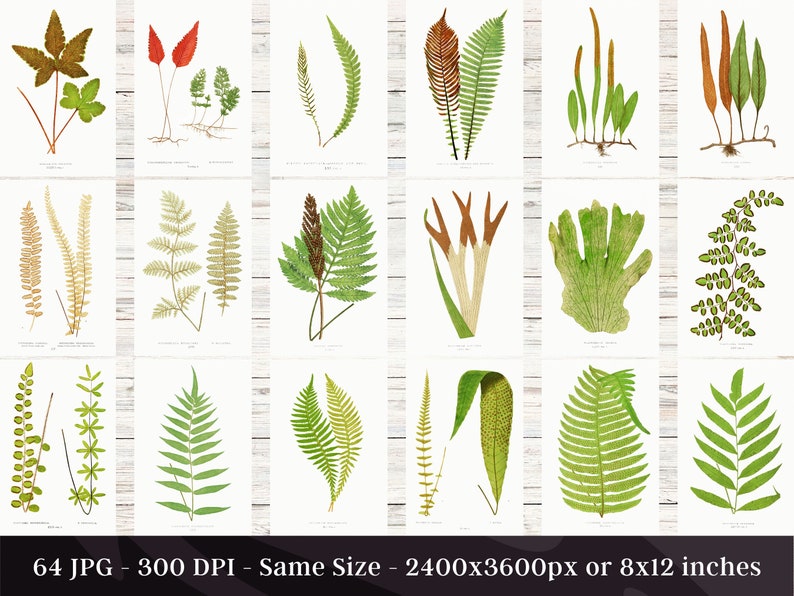 British & Exotic Fern 64 Botanical Illustrations Forest Fern Printable Wall Art Bundle HQ Modern Watercolor Painting Digital Download image 4