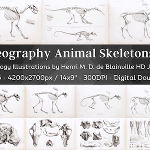 Osteografía Vintage Bone Anatomy 64 HD Ilustraciones V5/ Dark Academia Animal Fossil Skeleton Bones Skull Drawing/ Osteology Wall Art Bundle