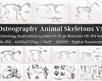 Osteografia Anatomia ossea vintage 64 illustrazioni HD V5/Accademia oscura Animale Fossile Scheletro Ossa Disegno del cranio/Osteologia Wall Art Bundle