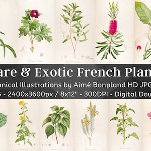 Rare & Exotic French 64 Plant Illustrations | Botany Medicinal Herbs Images | HQ Vintage Flower Painting Wall Art Bundle | Digital Download