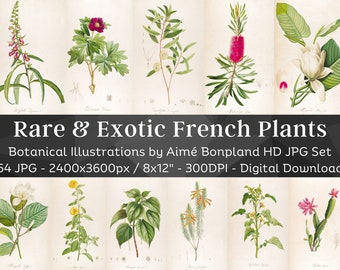 Rare & Exotic French 64 Plant Illustrations | Botany Medicinal Herbs Images | HQ Vintage Flower Painting Wall Art Bundle | Digital Download