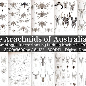 Arachnids of Australia Entomology 77 HD Images V1 | Bug Spider Insect Illustration Drawings| Nature Room Decoration Bugology Wall Art Bundle