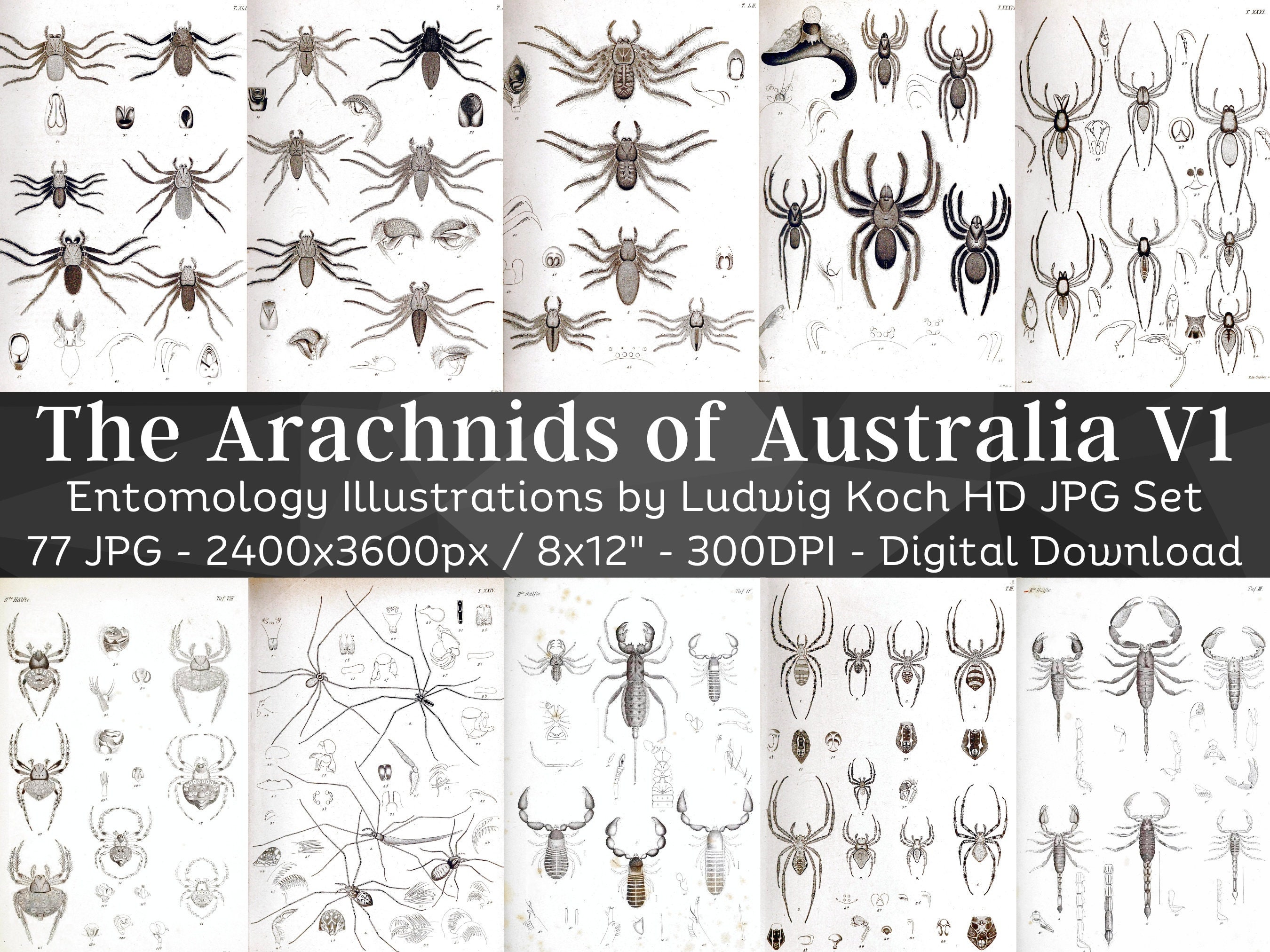 Spinachtigen van Australië Entomologie 77 HD-afbeeldingen V1 | Bug Spin  Insect Illustratietekeningen| Natuurkamerdecoratie Bugology Wall Art Bundle  - Etsy België, image size:2700x2025