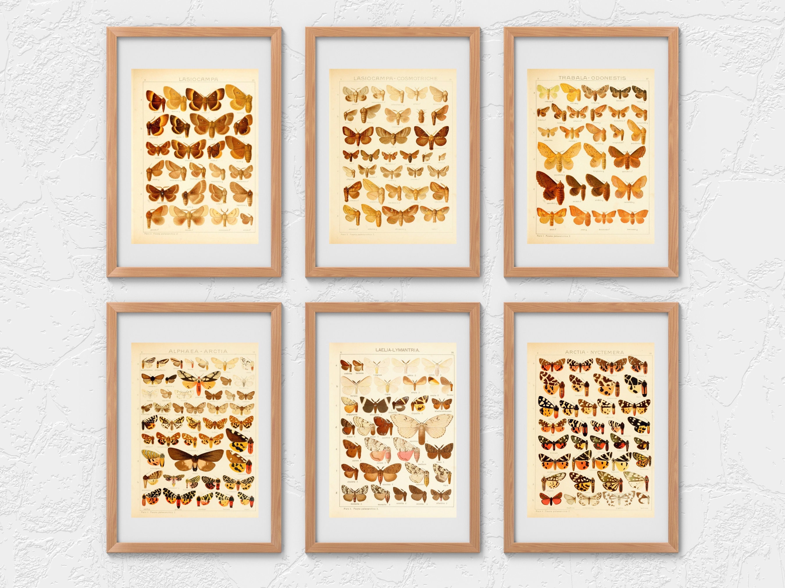 Insect Codex The Largest Butterflies on Earth 81 HD Images V2 | Huge Vintage ...