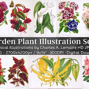 Beautiful Vintage Garden Plant 60 Botanical Ephemera Illustration V4| Horticulture Wall Art Bundle| HQ Old Flower Painting| Digital Download