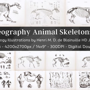 Osteografía Vintage Bone Anatomy 64 HD Ilustraciones V4/ Dark Academia Animal Fossil Skeleton Bones Skull Drawing/ Osteology Wall Art Bundle
