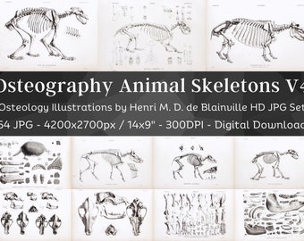 Osteografia Anatomia ossea vintage 64 illustrazioni HD V4/Accademia oscura Animale Fossile Scheletro Ossa Disegno del cranio/Osteologia Wall Art Bundle