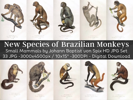 New Species of Brazilian Monkeys 33 HD Images| Vintage Small