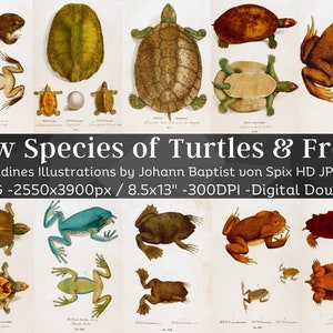 May include: A vintage print featuring detailed illustrations of various turtle and frog species. The artwork showcases a variety of colors and forms, with the title "New Species of Turtles & Frogs" at the top. The image includes text: "Testudines Illustrations by Johann Baptist von Spix HD JPG Set".