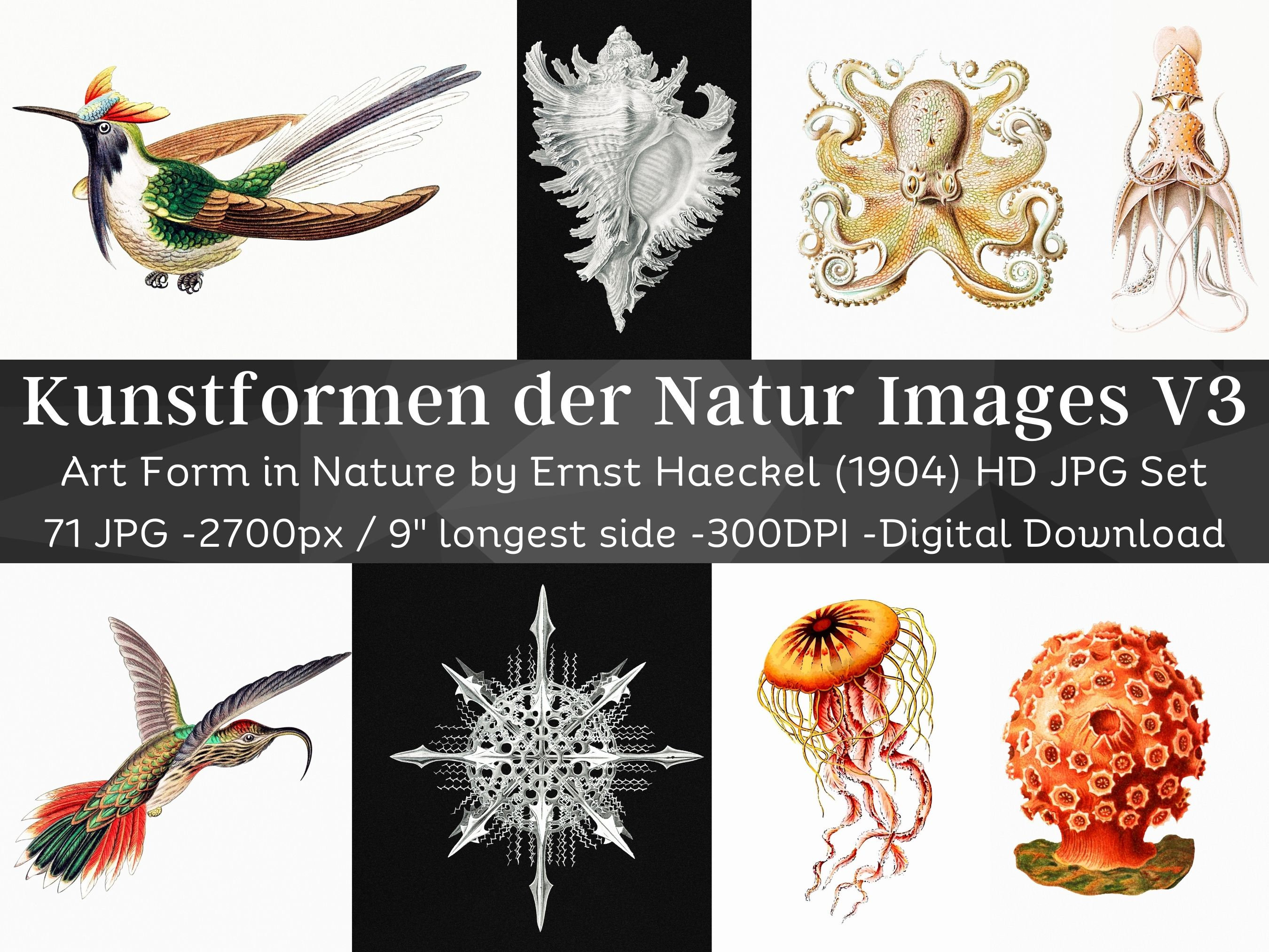 Art Form in Nature, Kunstformen der Natur Ernst Haeckel V3 | 71 HQ Printable Lithographic Images| Art Nouveau Wall Art Set| Digital Download