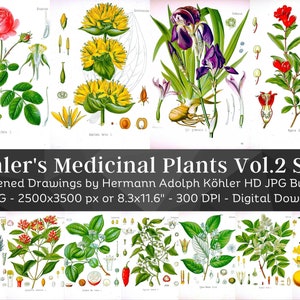 Plantas medicinales blanqueadas de Kohler Volumen 2 Set 1 / 58 HQ Ilustraciones botánicas vintage / Platos botánicos de flores / Arte de la naturaleza Decoración del hogar