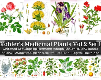 Plantas medicinales blanqueadas de Kohler Volumen 2 Set 1 / 58 HQ Ilustraciones botánicas vintage / Platos botánicos de flores / Arte de la naturaleza Decoración del hogar
