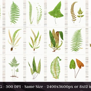 British & Exotic Fern 64 Botanical Illustrations Forest Fern Printable Wall Art Bundle HQ Modern Watercolor Painting Digital Download image 3