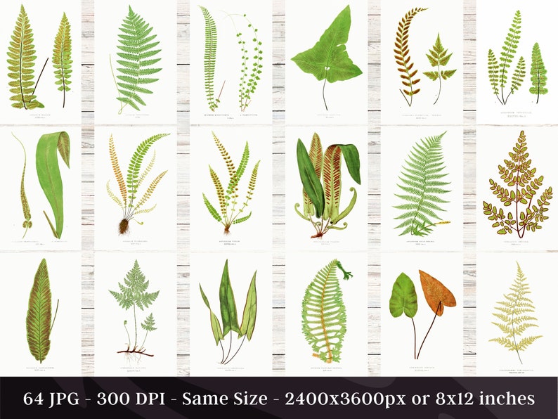 British & Exotic Fern 64 Botanical Illustrations Forest Fern Printable Wall Art Bundle HQ Modern Watercolor Painting Digital Download image 3