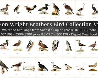 Swedish Birds Svenska Fåglar Whitened HD Image Set 2 | Ornithology Wall Art Bundle | Game Birds, Seabirds, Ducks, Song, Prey & Large Birds