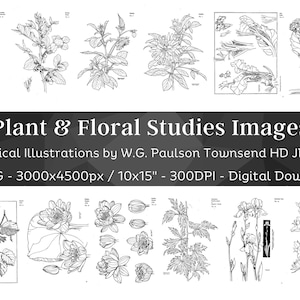 Black & White Design 82 Botanical Illustrations | Botany Images Printable Wall Art Craft Bundle | HQ Herbs Plant Drawings | Digital Download