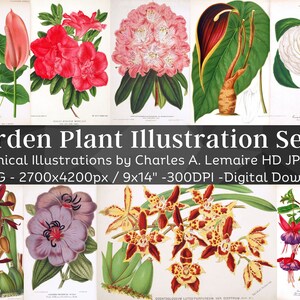 Beautiful Vintage Garden Plant 45 Botanical Ephemera Illustration V11| Horticulture Wall Art Bundle HQ Old Flower Painting| Digital Download