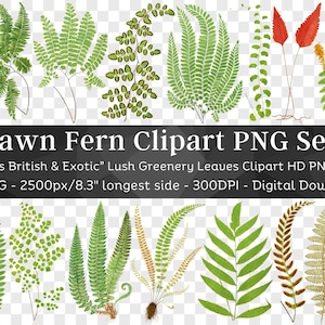 Getrokken varen botanische clipart 39 PNG V2 | Weelderig groen Hertshoornmos Varen Romantische bosbladeren | Uitnodigingsdecor | Digitaal downloaden