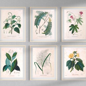 Botanical Plants of Africa Flora of Oware & Benin 59 Illustrations V2 Stained Yellowed Vintage Herb, Flower Images Nature Art Home Decor image 7