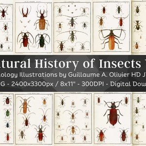 Entomology or Natural History of Insects 125 HD Images V2 | Bug, Beetle, Coleopteran Old Book Drawings | Bugology Printable Wall Art Bundle