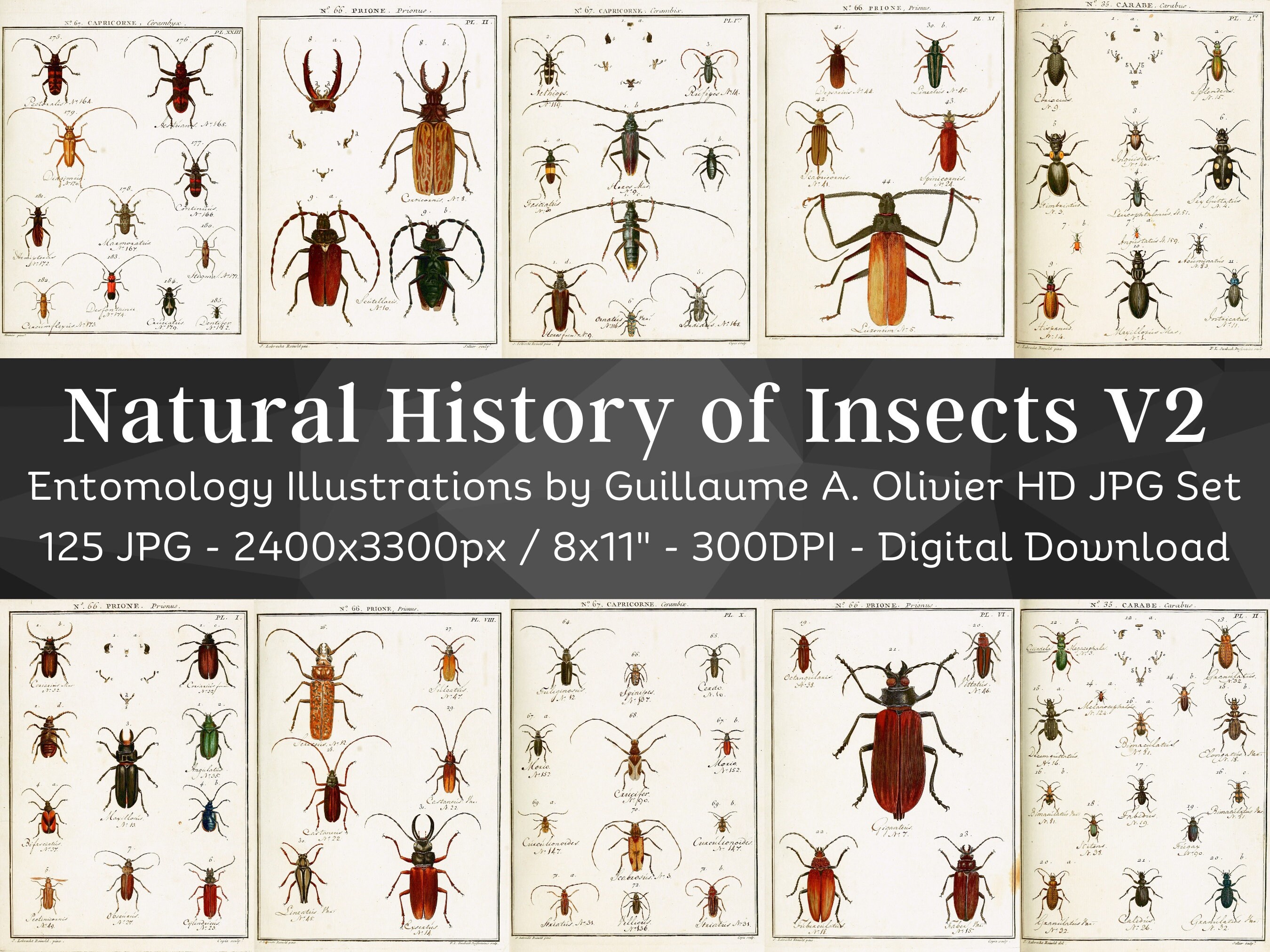 Entomology or Natural History of Insects 125 HD Images V2 | Bug, Beetle, Coleopteran Old Book Drawings | Bugology Printable Wall Art Bundle