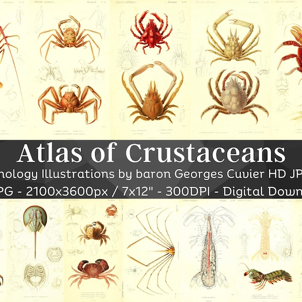 Atlas of Crustaceans 84 HD Images| Crab Lobster Shrimp Crayfish Krill Illustration Drawings| Nature Room Decoration Nautical Wall Art Bundle