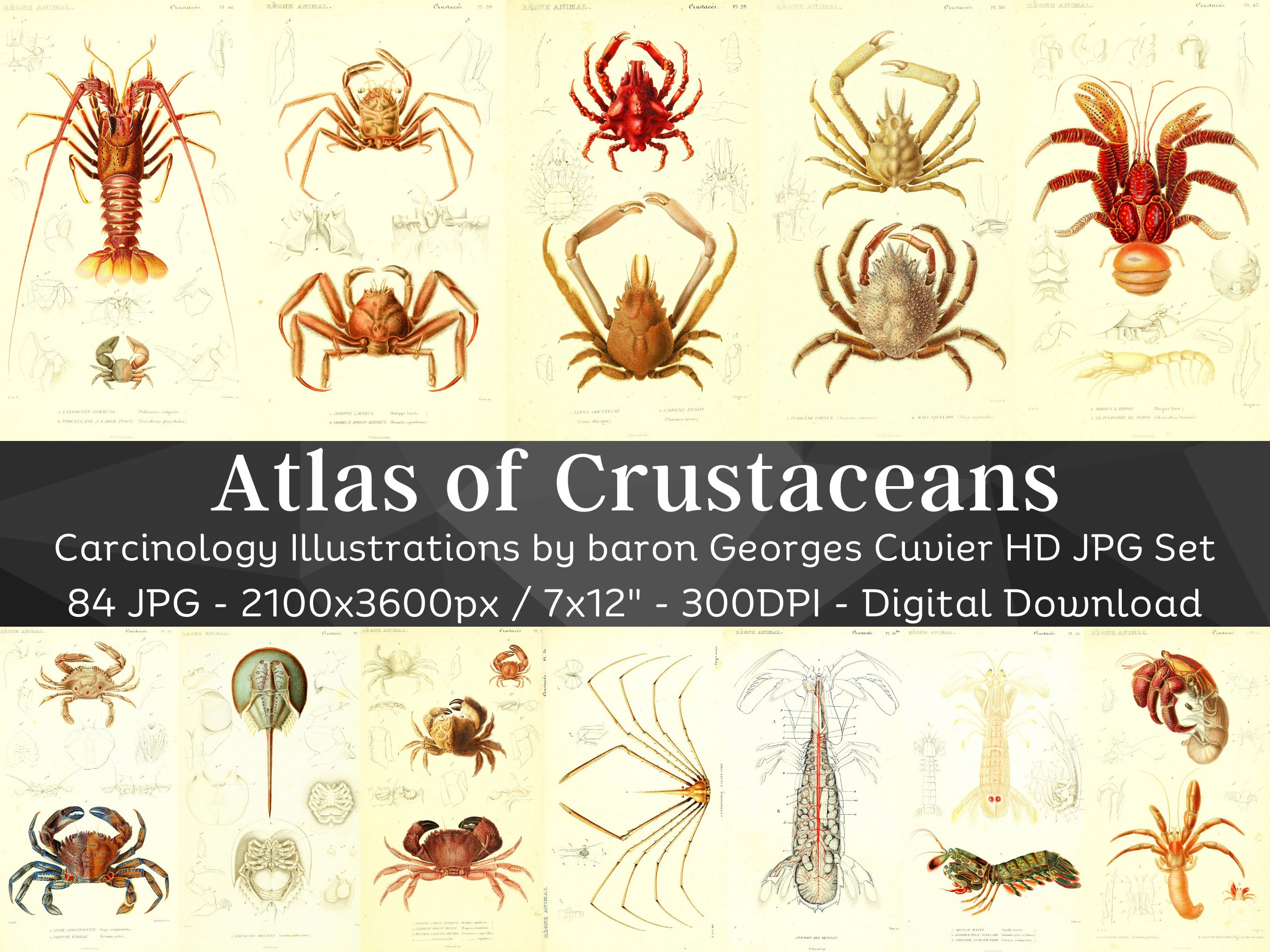 Atlas of Crustaceans 84 HD Images| Crab Lobster Shrimp Crayfish