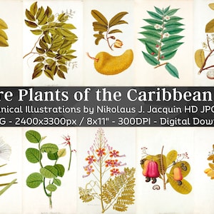 Karibische Inseln 88 Botanische Illustration Set 2 | Botanik Bilder Heilpflanze Wandbilder | HQ Kräuter Blumen Zeichnungen| Digitaler Download