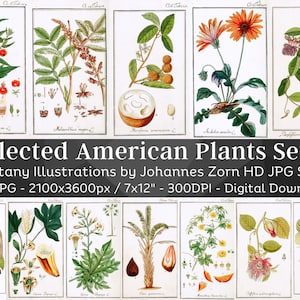 Plantas americanas seleccionadas 100 ilustraciones botánicas V2 / Botánica Herbario Medicinal Planta Silvestre Pintura de Flores Arte de pared / Descarga Digital