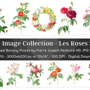 Whitened Les Roses P. J. Redoute Set 2 | 60 HQ Vintage Rose Illustrations | Flowers Botanical Plates| Nature Décor Printable Wall Art Bundle