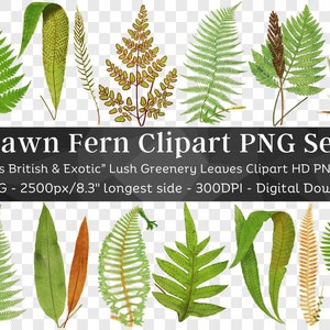 Getrokken varen botanische clipart 39 PNG V1 | Weelderig groen Lady Star Haarmos Varen Romantische bosbladeren | Uitnodigingsdecor| Digitaal downloaden