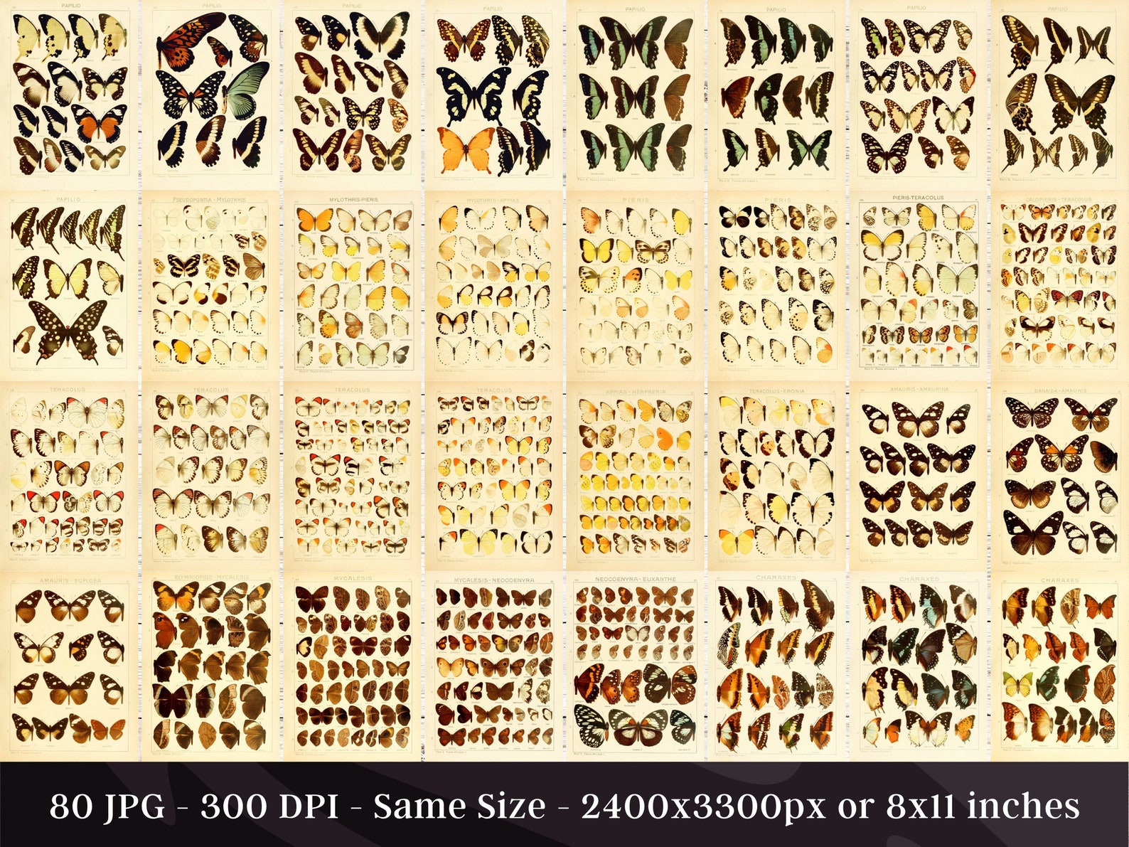 Insect Codex The Largest Butterflies on Earth 80 HD Images V1 | Huge Vintage ...