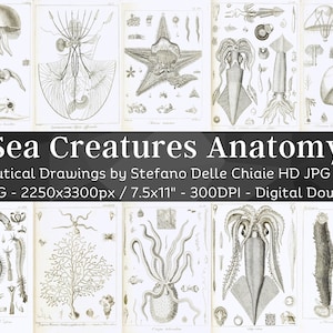 Anatomie van dieren zonder wervels 101 HD-illustraties | Medusa zeester koralen octopus tekeningen | Natuur kamer decor nautische Wall Art Set