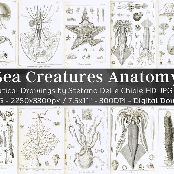 Anatomy of Animals Without Vertebrae 101 HD Illustrations | Medusa Starfish Corals Octopus Drawings| Nature Room Decor Nautical Wall Art Set