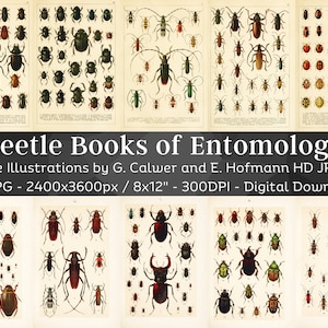 Libri di entomologia dello scarabeo 48 immagini HD / disegni di coccinella dello scarabeo dalle corna lunghe / scheda clipart artigianato di carta digitale / bundle di arte della parete di Bugology