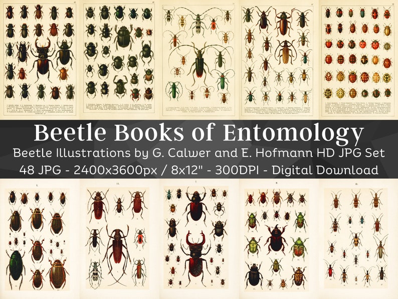 Beetle Books of Entomology 48 HD Images Bug Longhorned Beetle Ladybug Drawings Clipart Card Digital Paper Craft Bugology Wall Art Bundle image 1