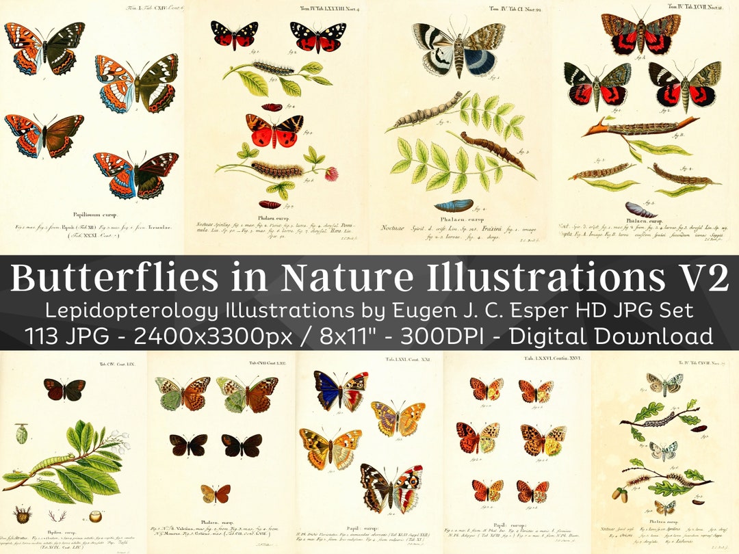 Butterflies in Nature 113 HD Illustrations V2| Huge Vintage Butterfly ...